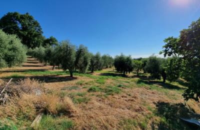 Terreno agricolo in vendita a Casciana Terme Lari